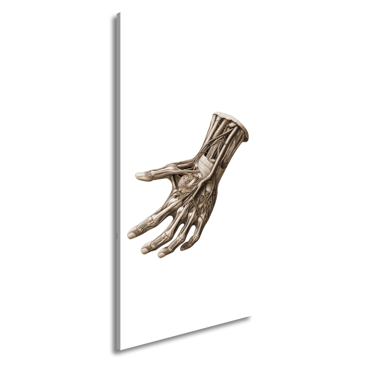 Leinwandbild Anatomie der Hand, ein Geflecht aus Nerven, Muskeln, Leben - deyoli