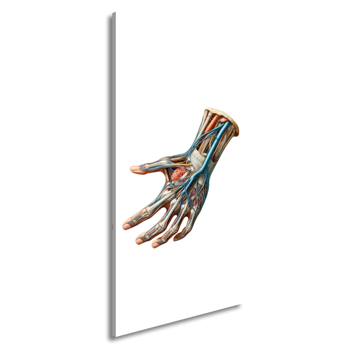 Leinwandbild Anatomie der Hand, ein Geflecht aus Nerven, Muskeln, Leben - deyoli