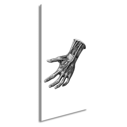 Leinwandbild Anatomie der Hand, ein Geflecht aus Nerven, Muskeln, Leben - deyoli