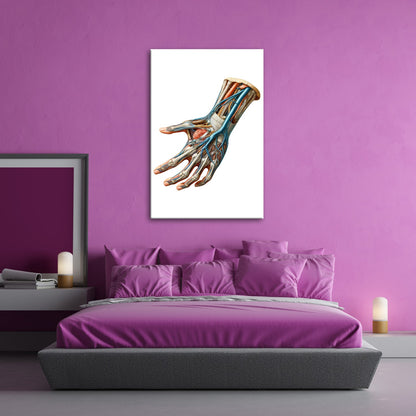 Leinwandbild Anatomie der Hand, ein Geflecht aus Nerven, Muskeln, Leben - deyoli