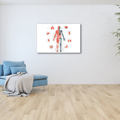Leinwandbild Anatomie halb Muskel, halb Skelett – ein Blick ins Innere des Lebens - deyoli