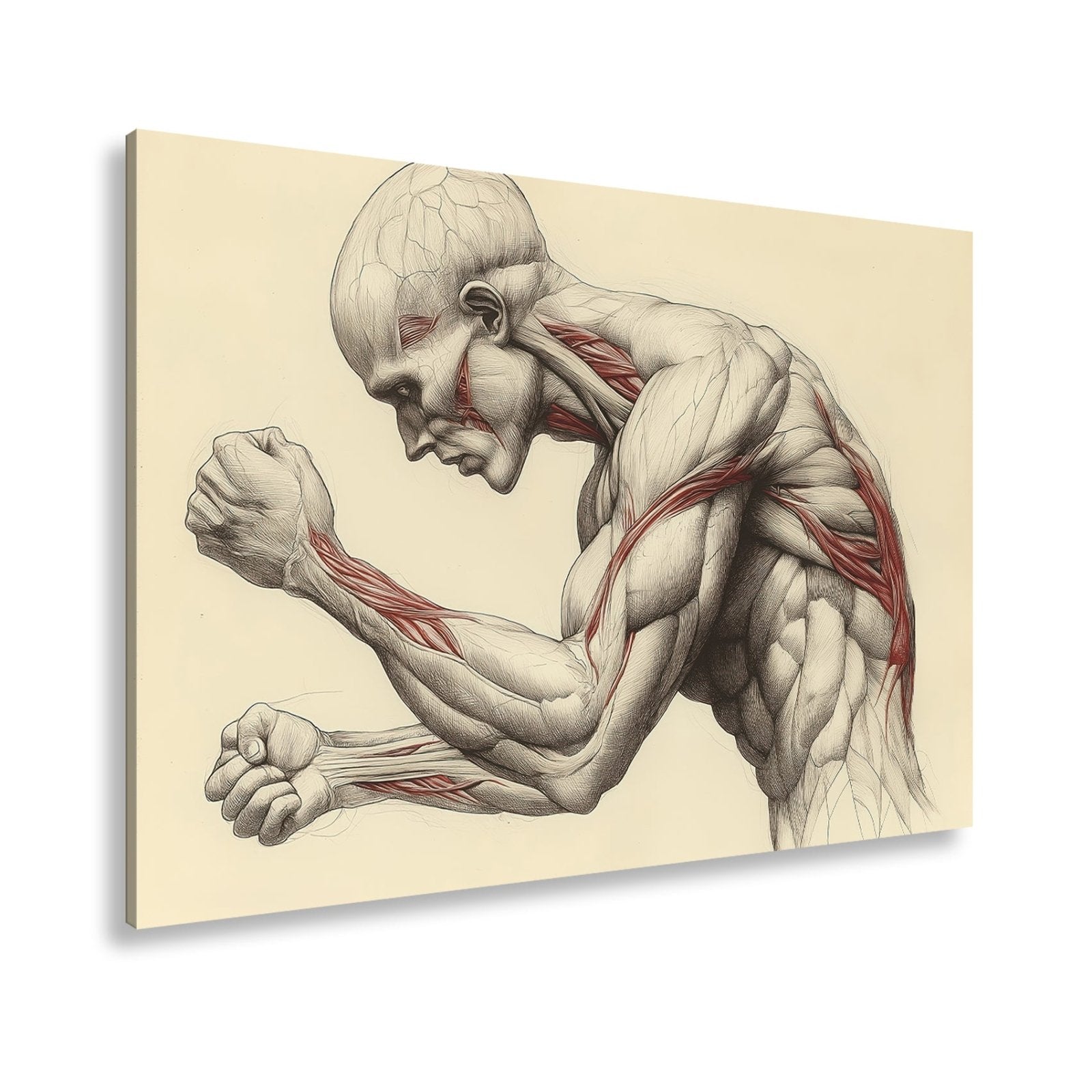 Leinwandbild Anatomie XXL – Kunstwerk entfaltet rohe menschliche Kraft - deyoli