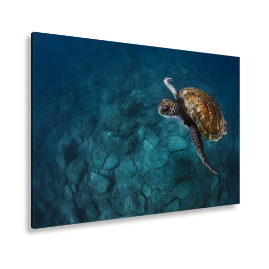 Leinwandbild Anmutige Meeresschildkröte über Felsenriff - deyoli