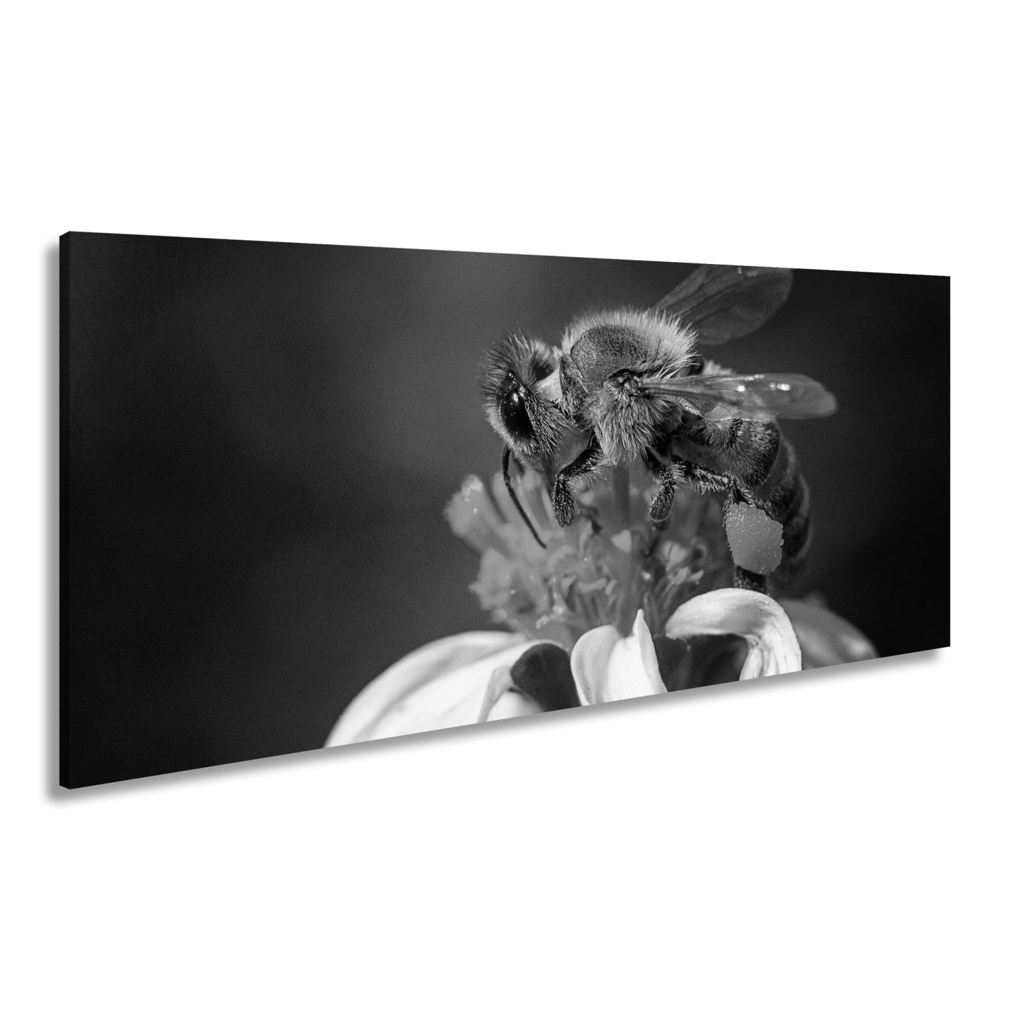 Leinwandbild Biene tanzt im Sonnenlicht – ein Leben für die Blüte - deyoli