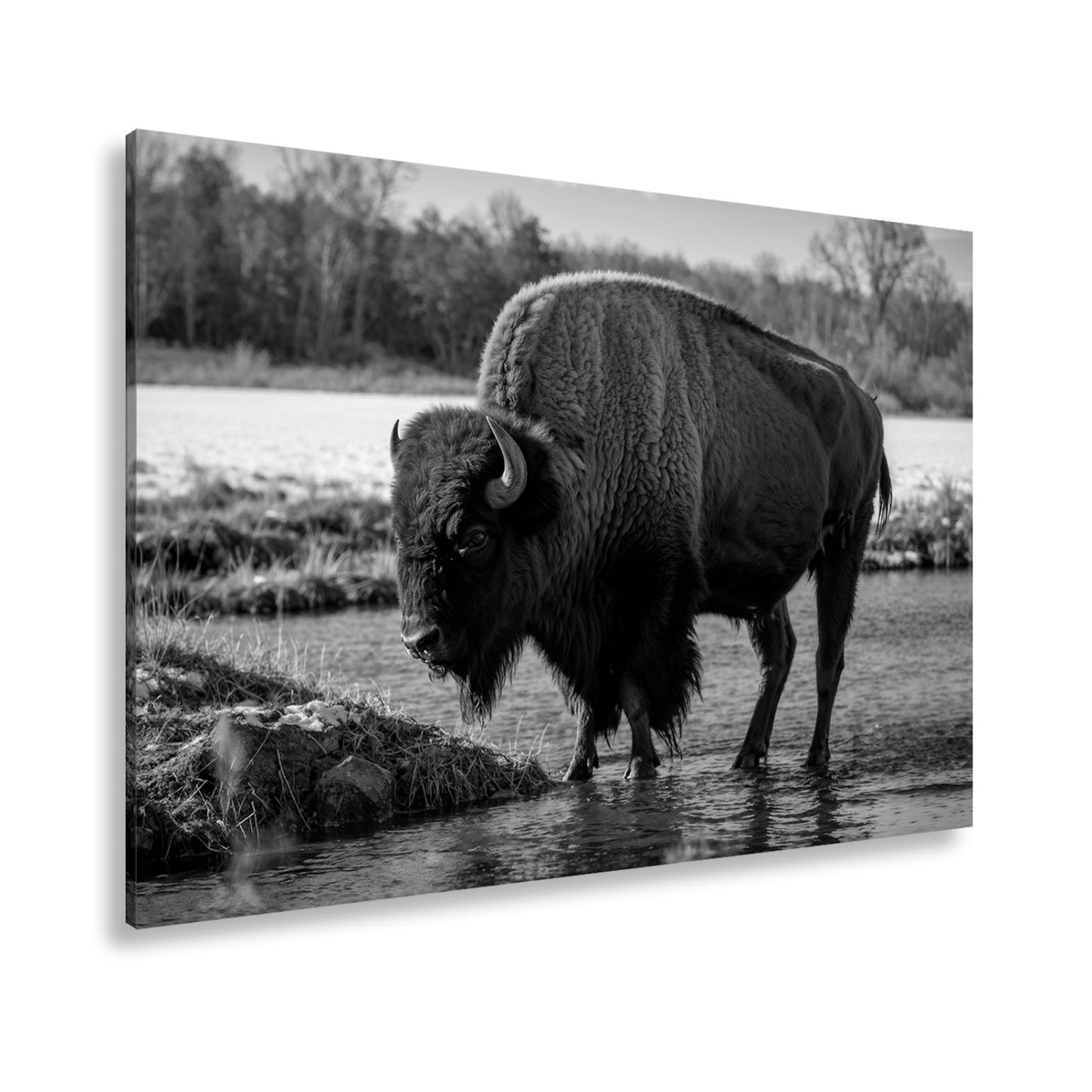 Leinwandbild Bison am Fluss im goldenen Herbstlicht XXL – Wanddeko Wildtiere - deyoli