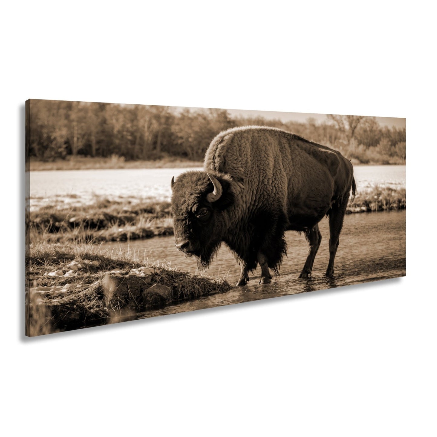 Leinwandbild Bison am Fluss im goldenen Herbstlicht XXL – Wanddeko Wildtiere - deyoli