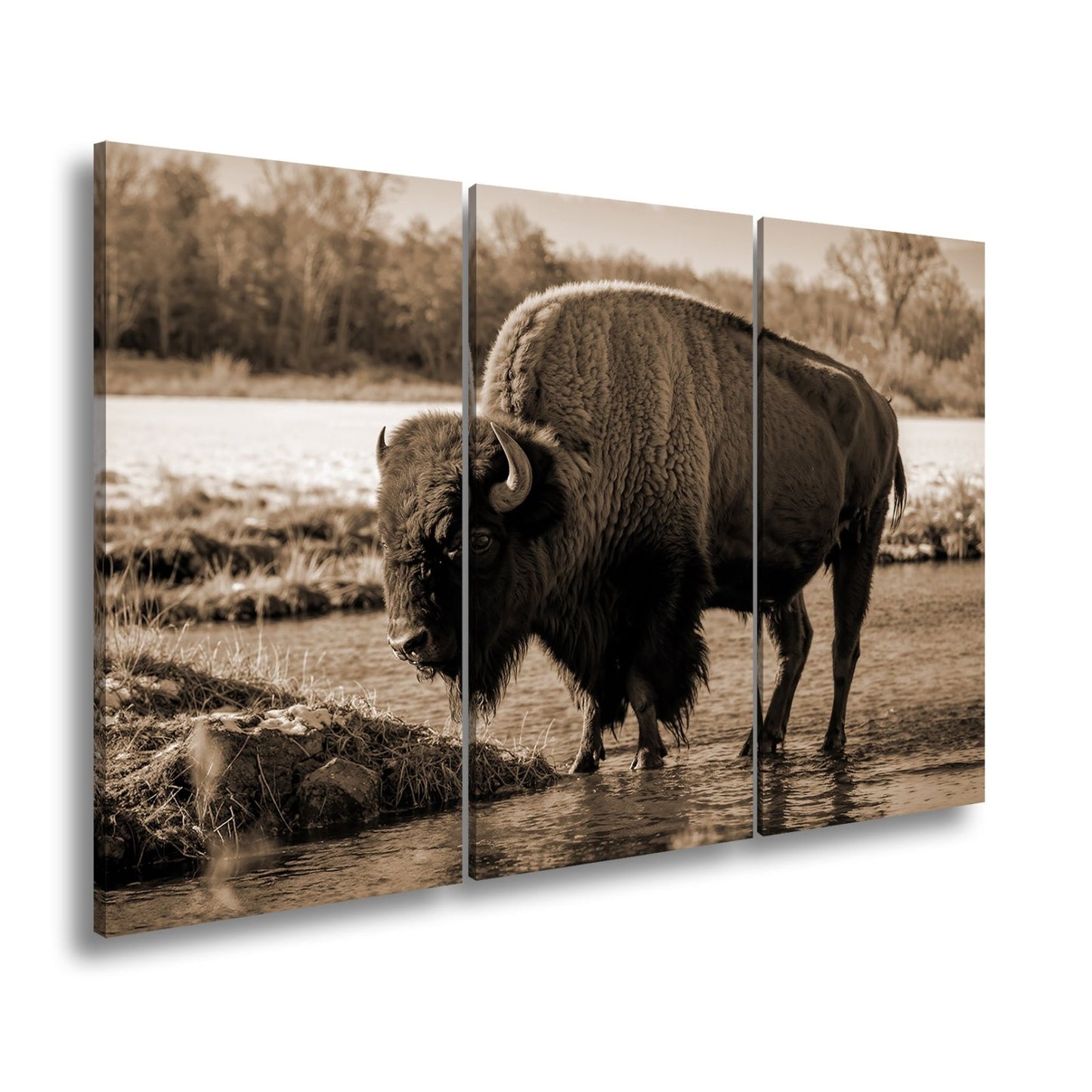 Leinwandbild Bison am Fluss im goldenen Herbstlicht XXL – Wanddeko Wildtiere - deyoli
