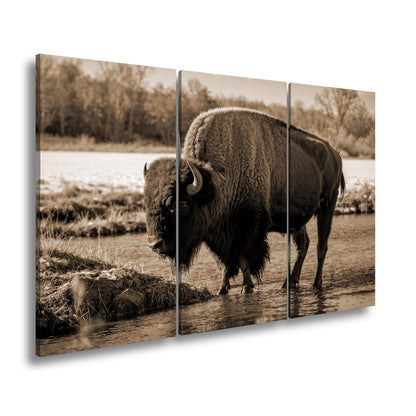 Leinwandbild Bison am Fluss im goldenen Herbstlicht XXL – Wanddeko Wildtiere - deyoli