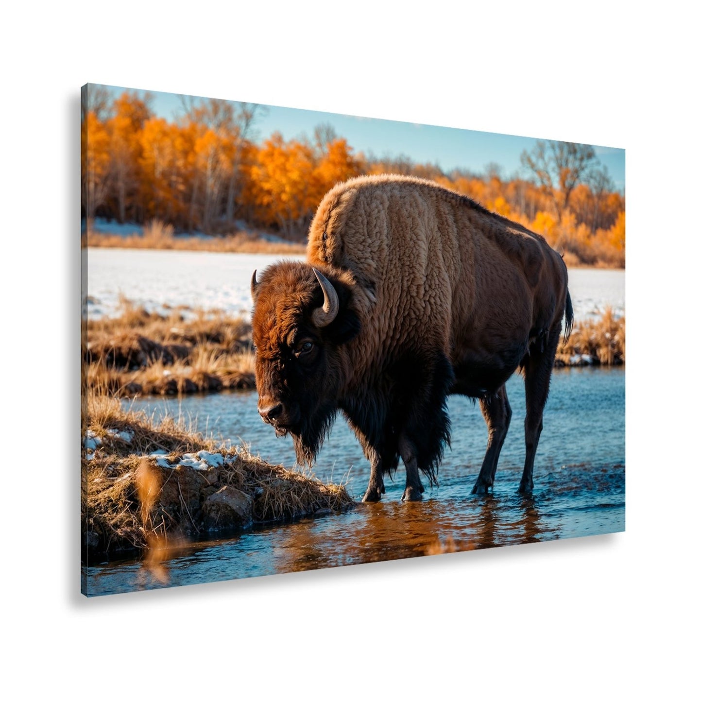Leinwandbild Bison am Fluss im goldenen Herbstlicht XXL – Wanddeko Wildtiere - deyoli