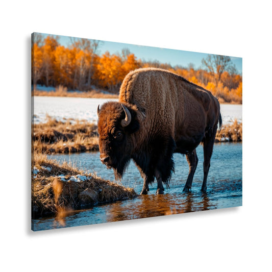 Leinwandbild Bison am Fluss im goldenen Herbstlicht XXL – Wanddeko Wildtiere - deyoli