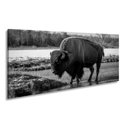Leinwandbild Bison am Fluss im goldenen Herbstlicht XXL – Wanddeko Wildtiere - deyoli