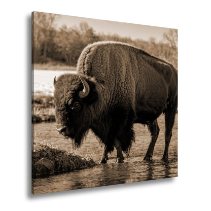 Leinwandbild Bison am Fluss im goldenen Herbstlicht XXL – Wanddeko Wildtiere - deyoli