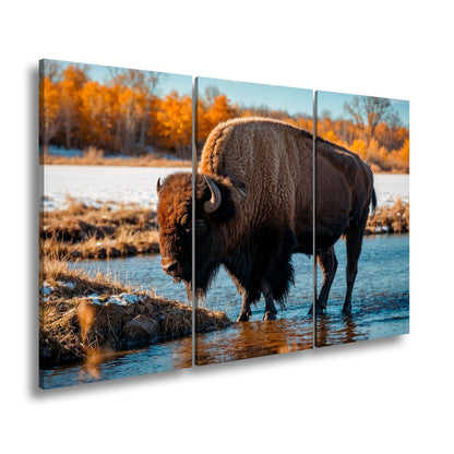 Leinwandbild Bison am Fluss im goldenen Herbstlicht XXL – Wanddeko Wildtiere - deyoli