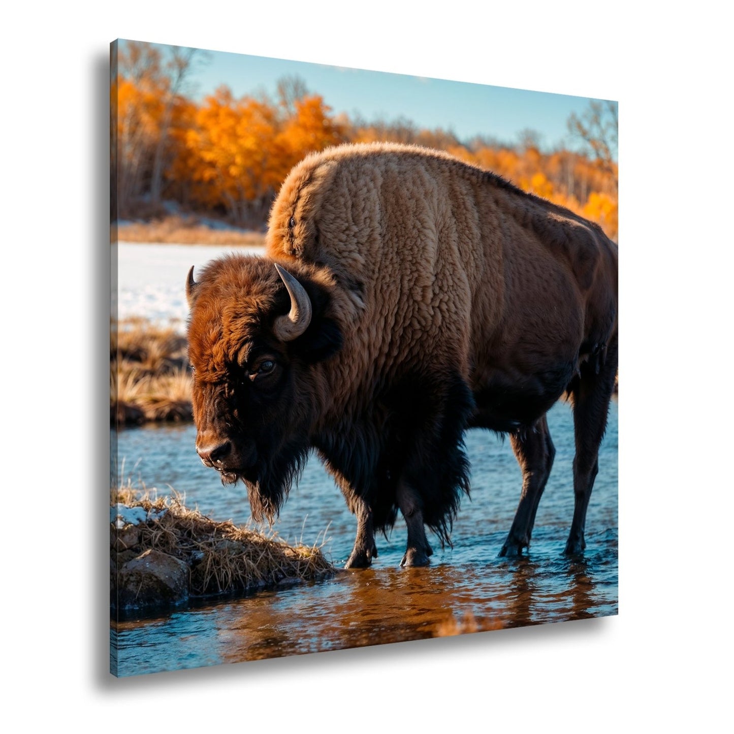Leinwandbild Bison am Fluss im goldenen Herbstlicht XXL – Wanddeko Wildtiere - deyoli
