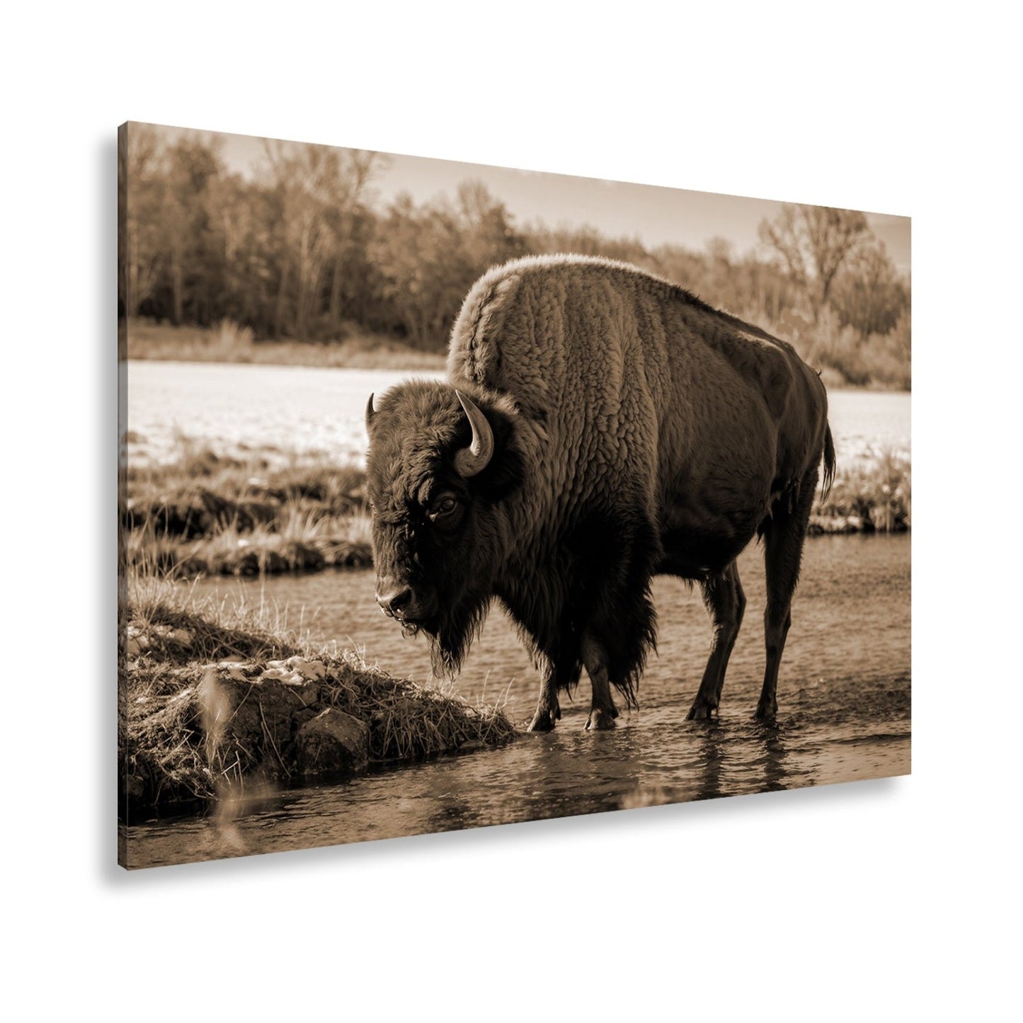 Leinwandbild Bison am Fluss im goldenen Herbstlicht XXL – Wanddeko Wildtiere - deyoli