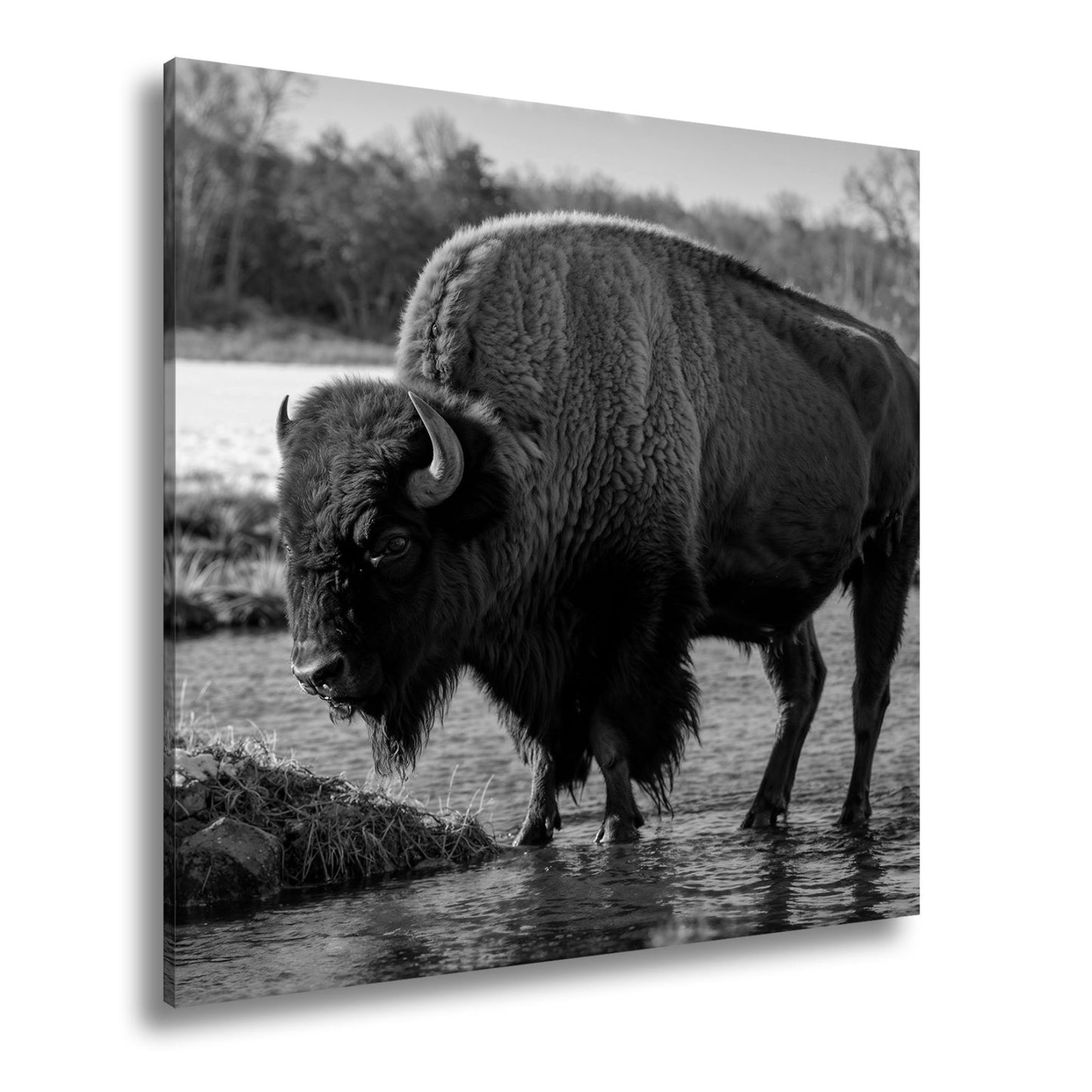 Leinwandbild Bison am Fluss im goldenen Herbstlicht XXL – Wanddeko Wildtiere - deyoli