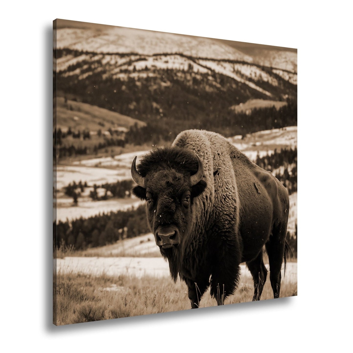 Leinwandbild Bison XXL – Majestätisch trotzt winterlicher Weite - deyoli