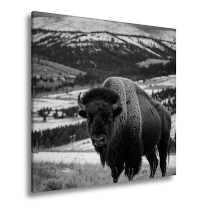 Leinwandbild Bison XXL – Majestätisch trotzt winterlicher Weite - deyoli