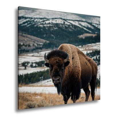 Leinwandbild Bison XXL – Majestätisch trotzt winterlicher Weite - deyoli