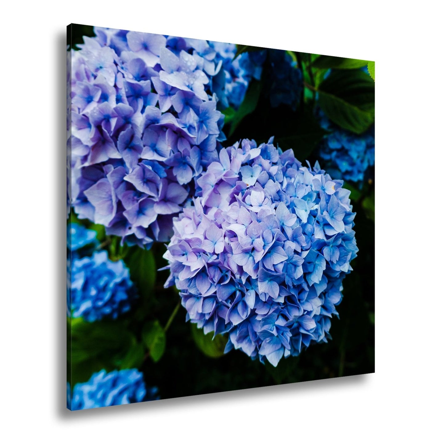 Leinwandbild Blauer Blütenzauber im vollen Glanz XXL – Blumen Wandbild - deyoli