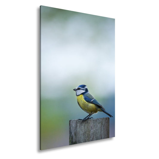 Leinwandbild Blaumeise auf Holzpfosten – Sanftes Morgenlicht XXL - deyoli