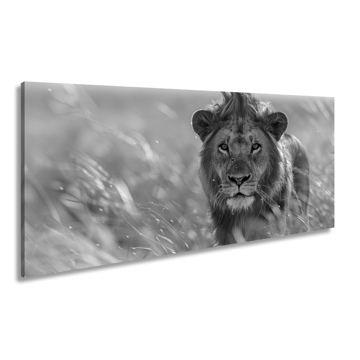 Leinwandbild Der König der Savanne durchstreift goldenes Gras. - deyoli