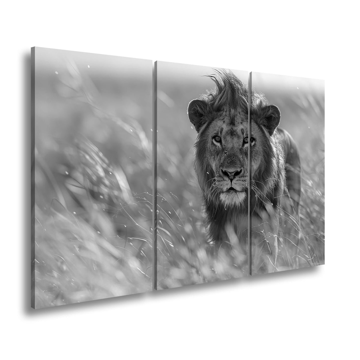 Leinwandbild Der König der Savanne durchstreift goldenes Gras. - deyoli