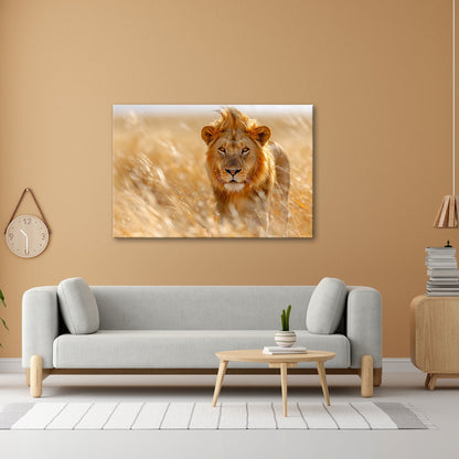 Leinwandbild Der König der Savanne durchstreift goldenes Gras. - deyoli