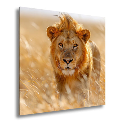 Leinwandbild Der König der Savanne durchstreift goldenes Gras. - deyoli