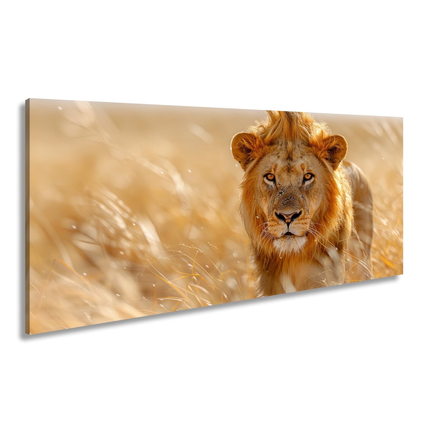 Leinwandbild Der König der Savanne durchstreift goldenes Gras. - deyoli