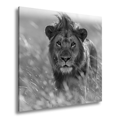 Leinwandbild Der König der Savanne durchstreift goldenes Gras. - deyoli