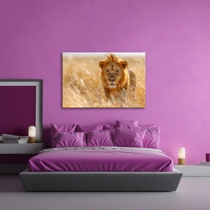 Leinwandbild Der König der Savanne durchstreift goldenes Gras. - deyoli