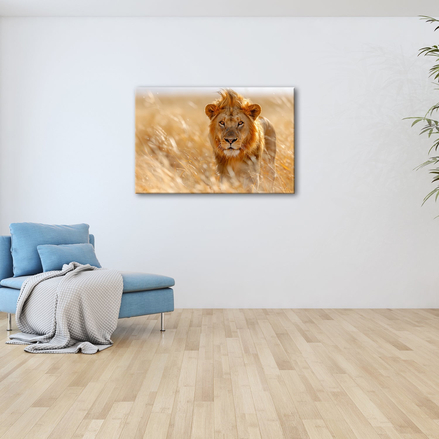 Leinwandbild Der König der Savanne durchstreift goldenes Gras. - deyoli