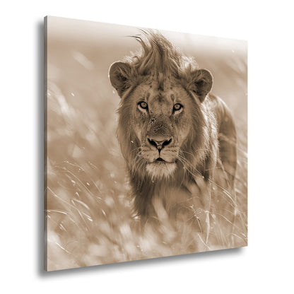 Leinwandbild Der König der Savanne durchstreift goldenes Gras. - deyoli