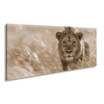 Leinwandbild Der König der Savanne durchstreift goldenes Gras. - deyoli