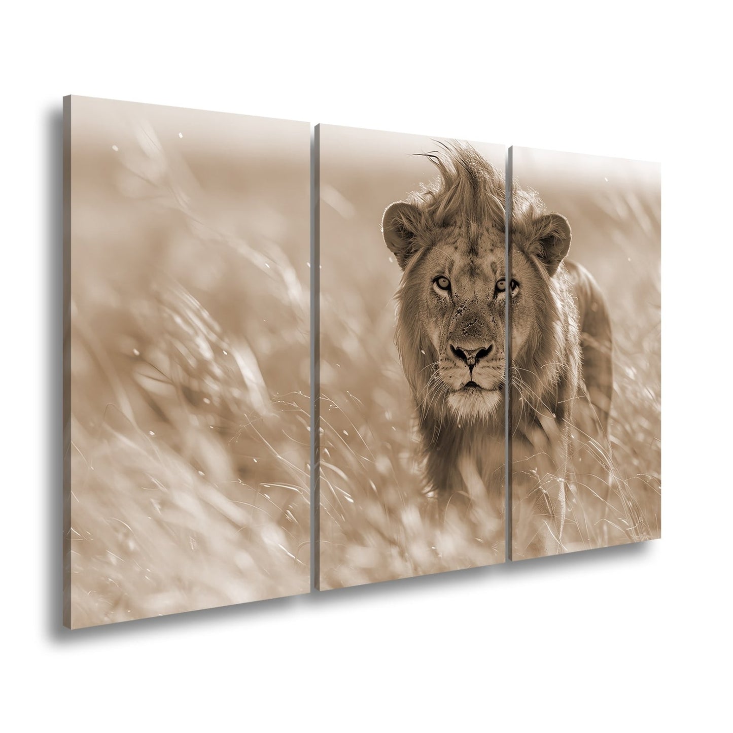 Leinwandbild Der König der Savanne durchstreift goldenes Gras. - deyoli