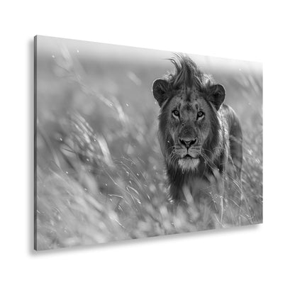 Leinwandbild Der König der Savanne durchstreift goldenes Gras. - deyoli