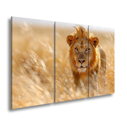 Leinwandbild Der König der Savanne durchstreift goldenes Gras. - deyoli