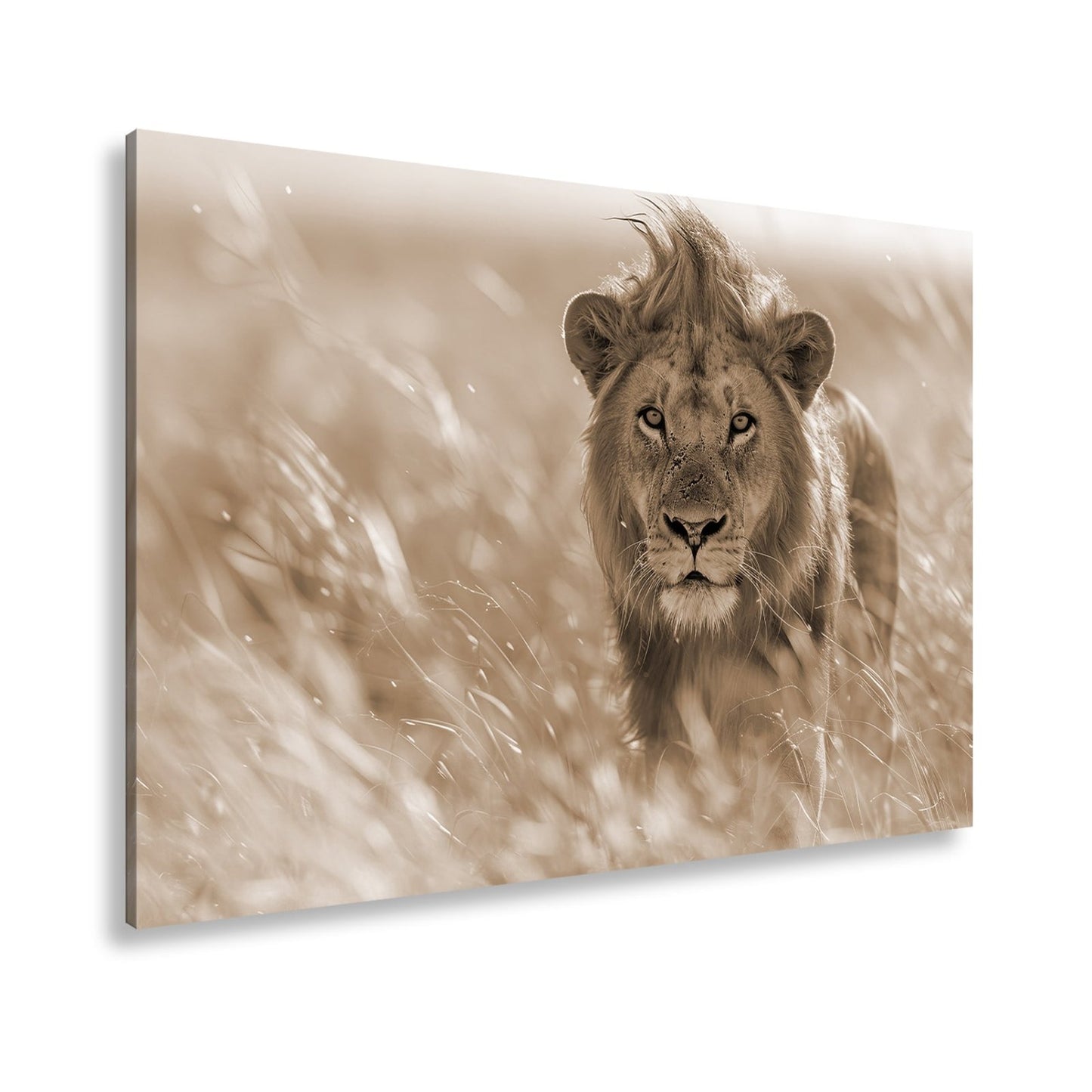 Leinwandbild Der König der Savanne durchstreift goldenes Gras. - deyoli