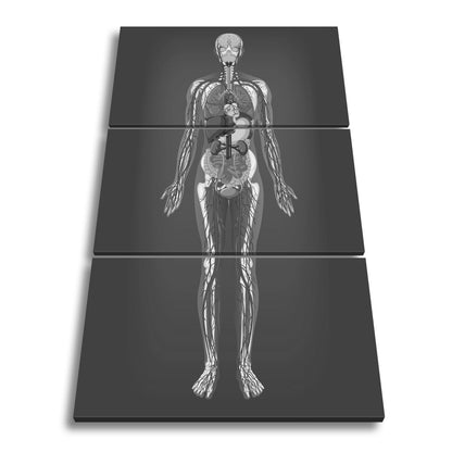 Leinwandbild Der menschliche Körper als präzise Karte seiner inneren Systeme - deyoli