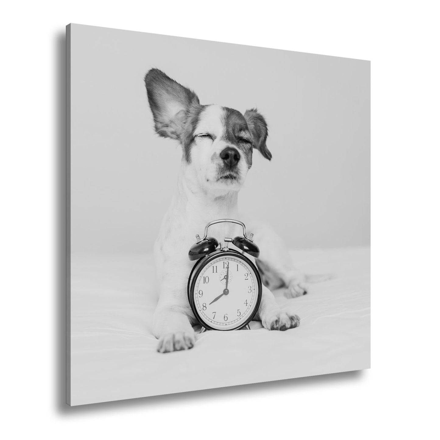 Leinwandbild Der Wecker hat verloren – Hund genießt den Morgen. - deyoli