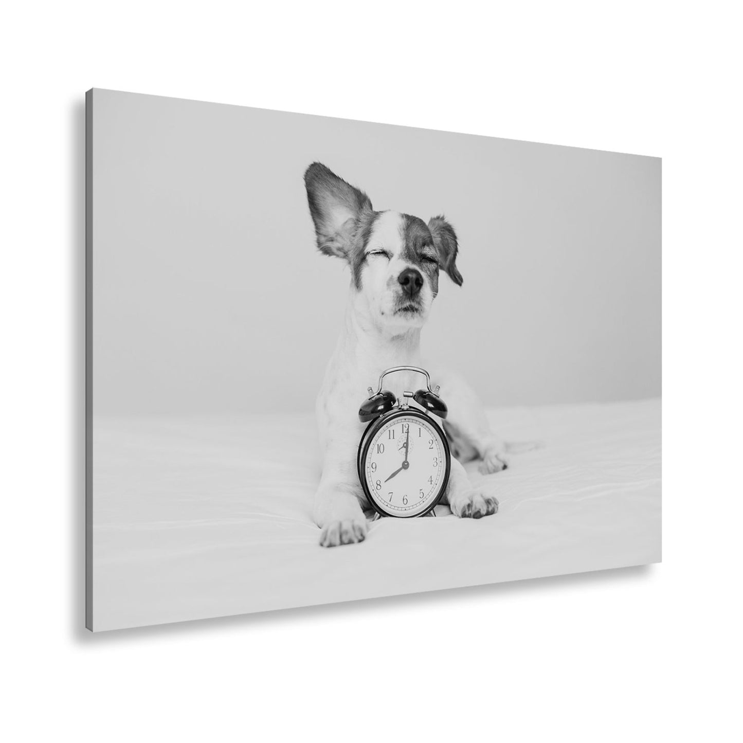 Leinwandbild Der Wecker hat verloren – Hund genießt den Morgen. - deyoli