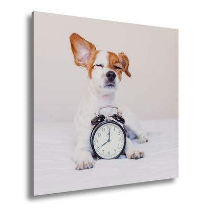 Leinwandbild Der Wecker hat verloren – Hund genießt den Morgen. - deyoli