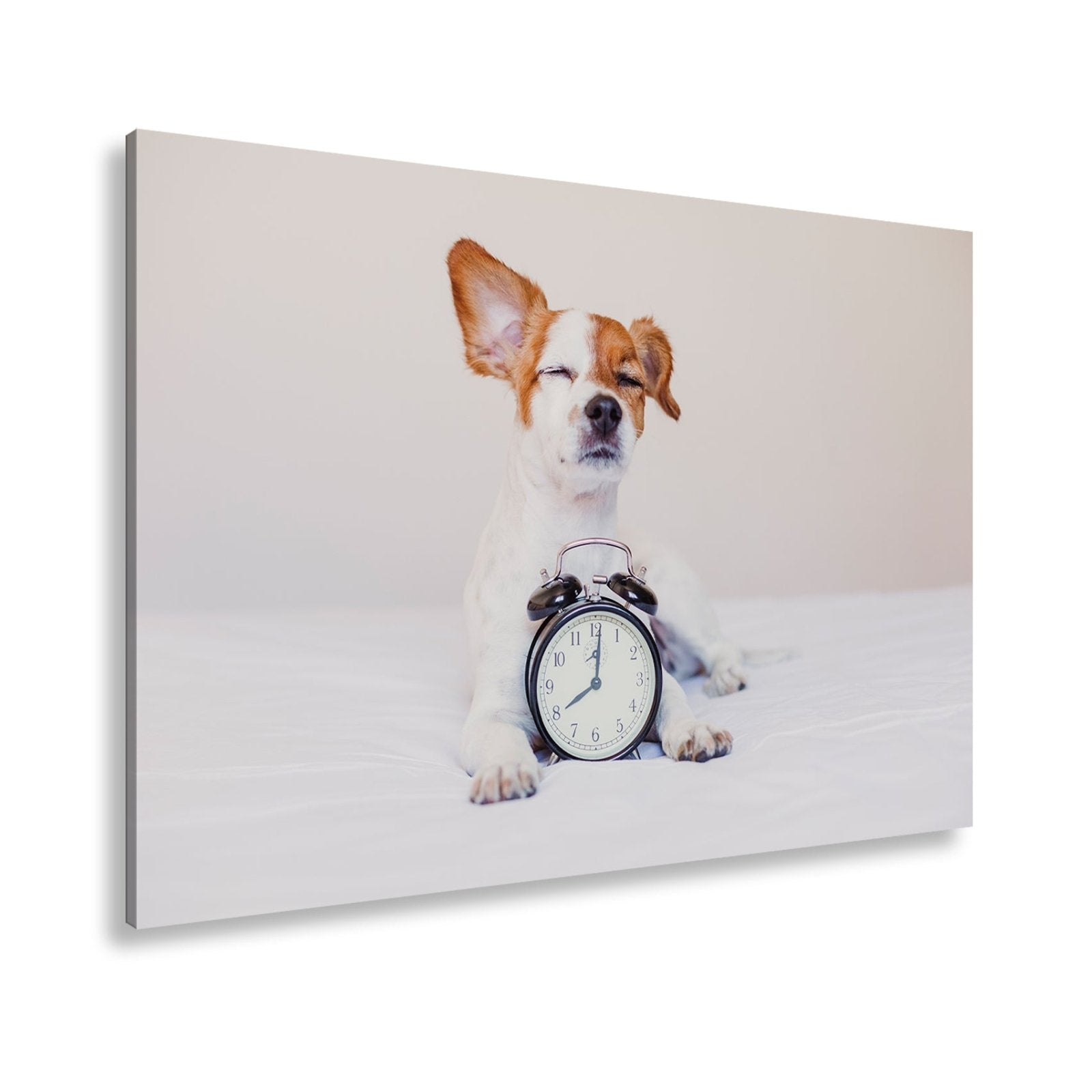 Leinwandbild Der Wecker hat verloren – Hund genießt den Morgen. - deyoli