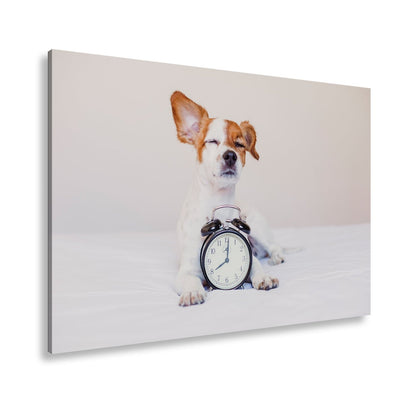 Leinwandbild Der Wecker hat verloren – Hund genießt den Morgen. - deyoli