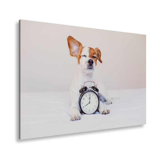 Leinwandbild Der Wecker hat verloren – Hund genießt den Morgen. - deyoli