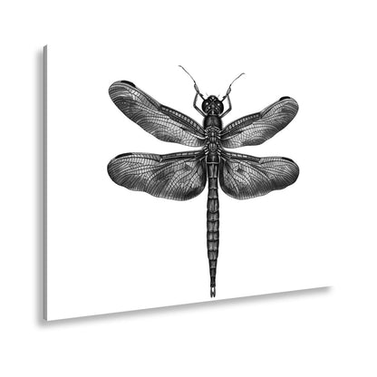 Leinwandbild Detailreiche Libelle mit schimmernden Flügeln - deyoli