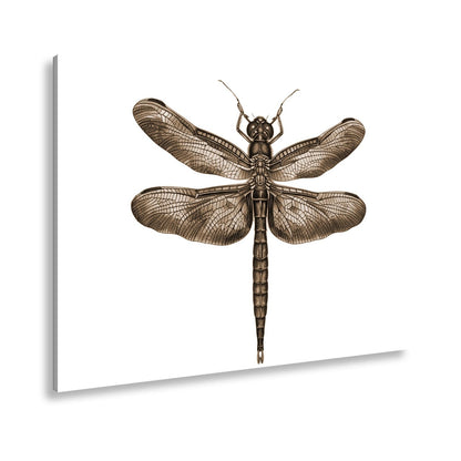 Leinwandbild Detailreiche Libelle mit schimmernden Flügeln - deyoli