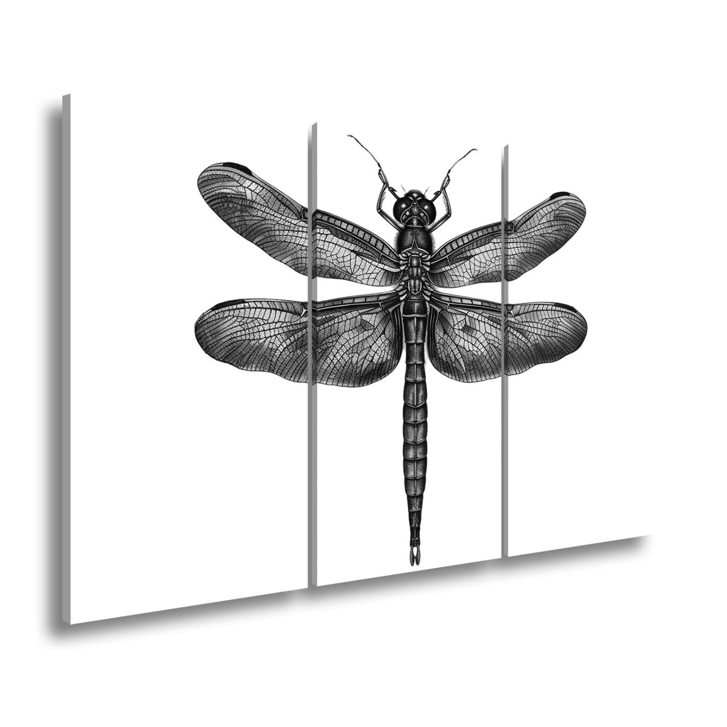 Leinwandbild Detailreiche Libelle mit schimmernden Flügeln - deyoli