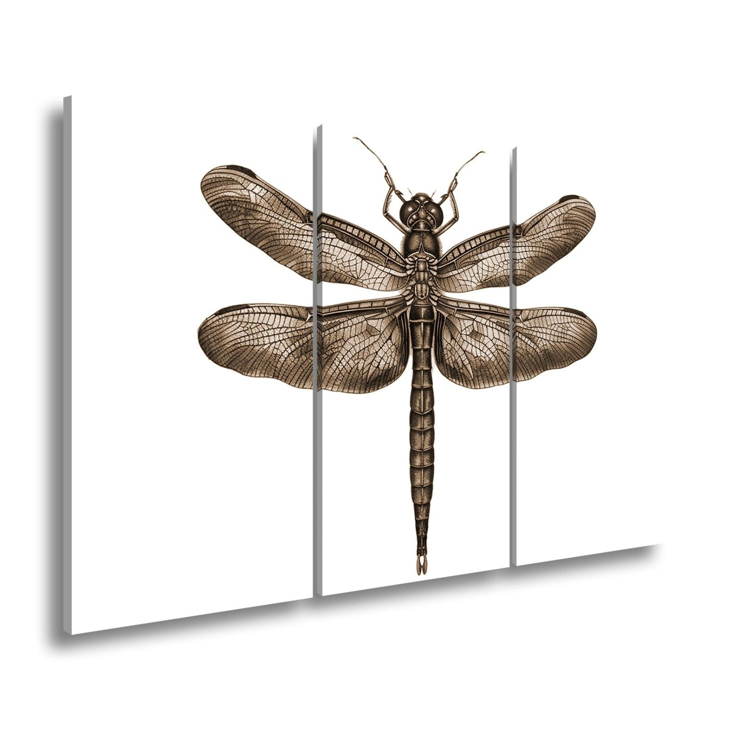 Leinwandbild Detailreiche Libelle mit schimmernden Flügeln - deyoli